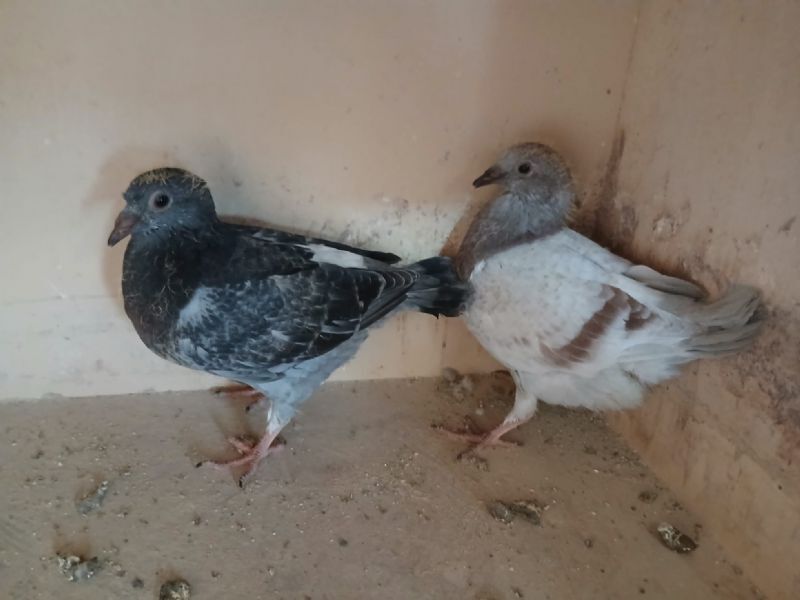 Twee jongen uit "De Schicht" oa 7e en 79e nat Narbonne