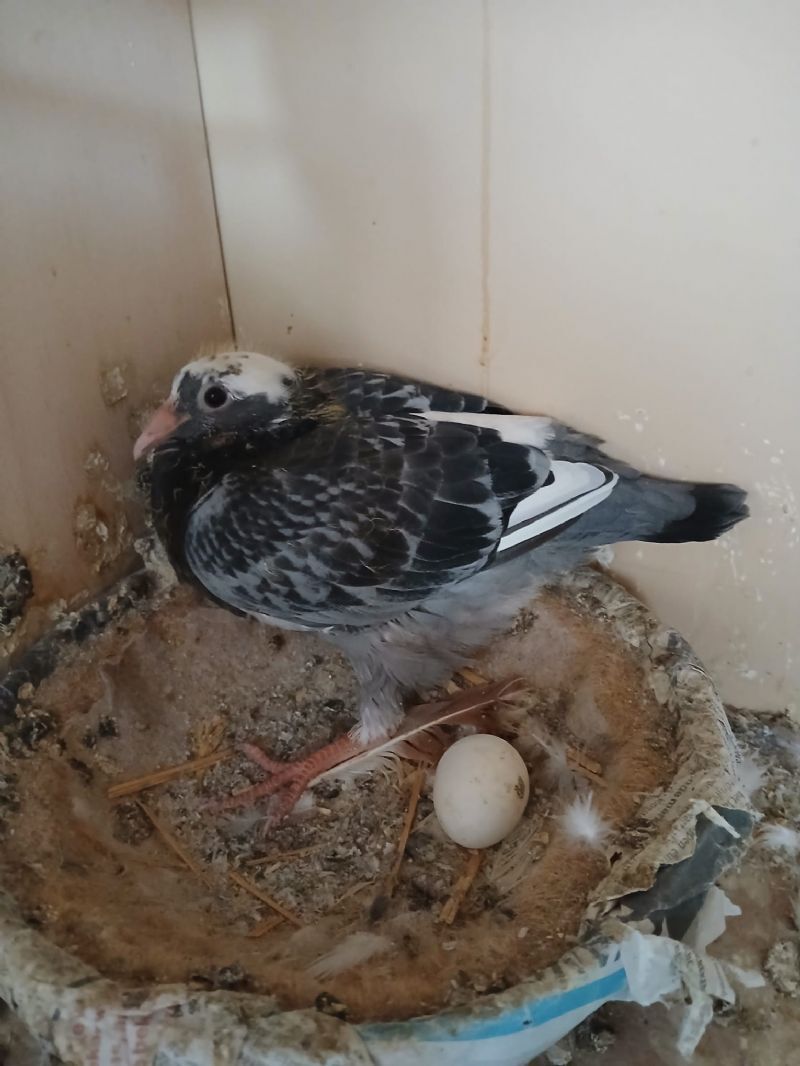 Jonge duif uit "Victor"